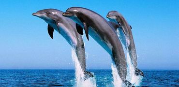 Delfinschwimmen mit Privaten Speedboot